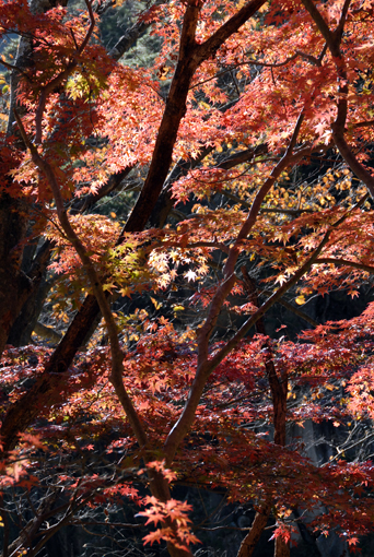 紅葉.jpg