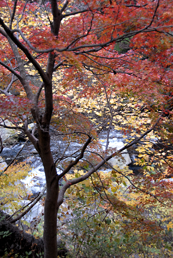 紅葉と川2.jpg