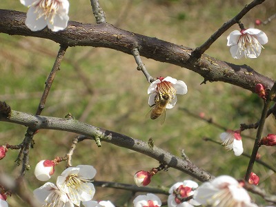 梅の蜜を吸うミツバチ２.jpg