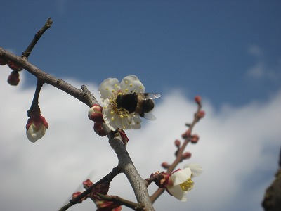 梅の蜜を吸うミツバチ.jpg