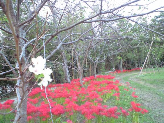 桜と彼岸花.JPG