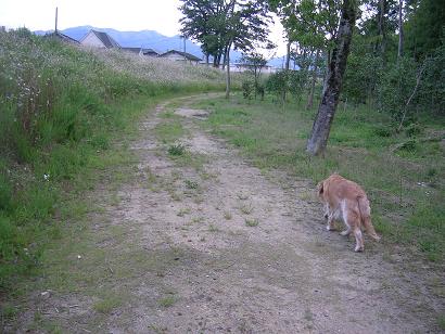 遊歩道の先.JPG