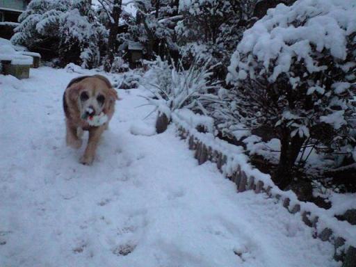 雪遊び.JPG