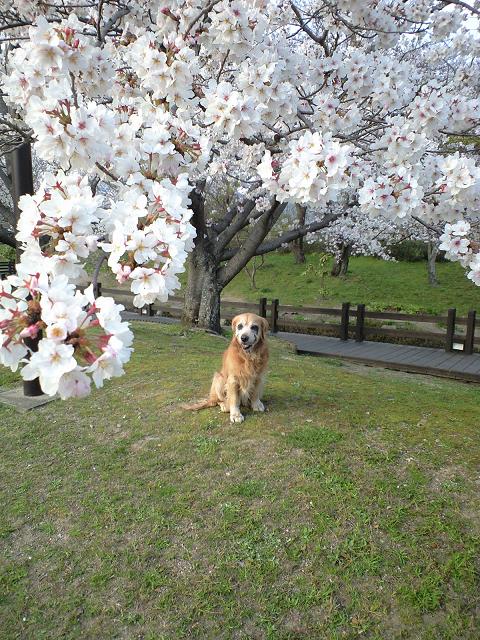 桜。.JPG