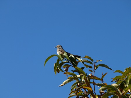 鳥がいました.JPG