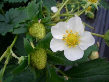 いちご２＠のどか村