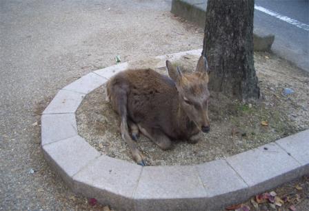 nara2011110303.jpg