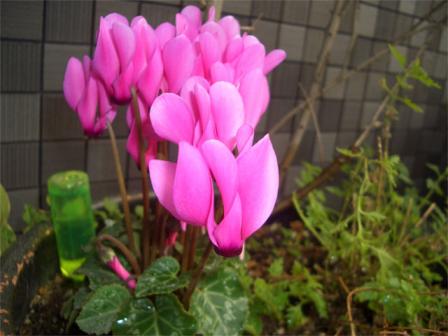 植え替えシクラメン201001