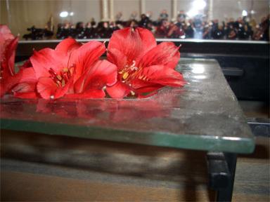 アルストロメリア１