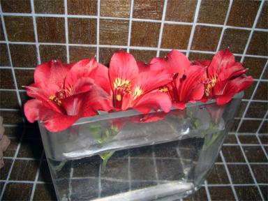 アルストロメリア３