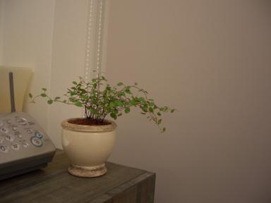 ワイヤープランツ