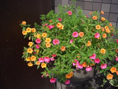 ミリオンベル＆リトルチュチュ