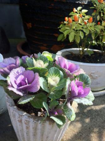 flower2011113101.jpg