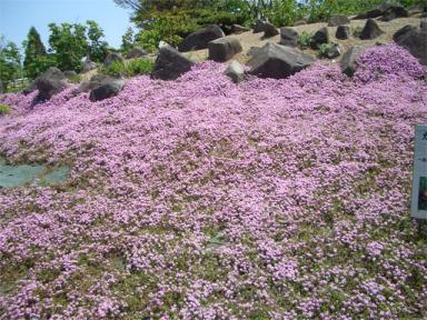 浜寺公園バラ園１