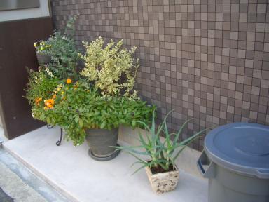 玄関周りの鉢植え