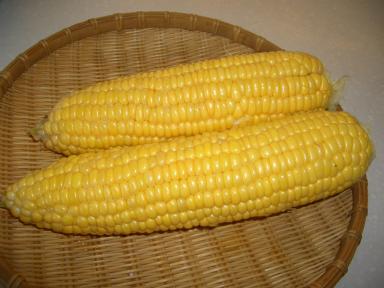 高原とうもろこし２