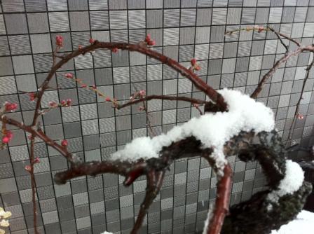snow20110211.JPG