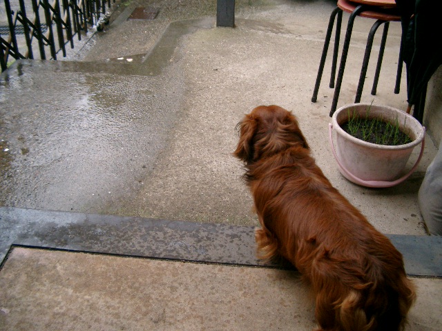 あーあ雨だ！！