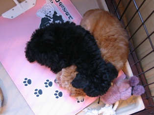 ハマ＆すみれ２　