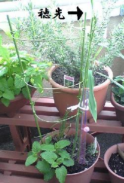 090423f.jpg