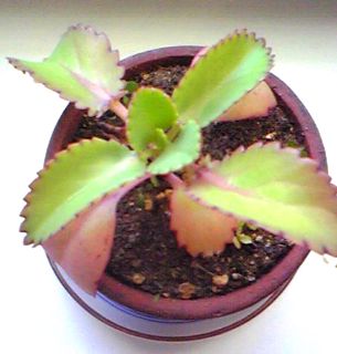 081220b_320.jpg