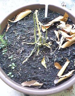 081220c_320.jpg