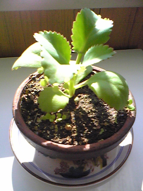 081014b.jpg