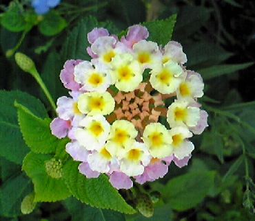 081001g.jpg