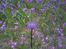 100608 (3)_256.jpg