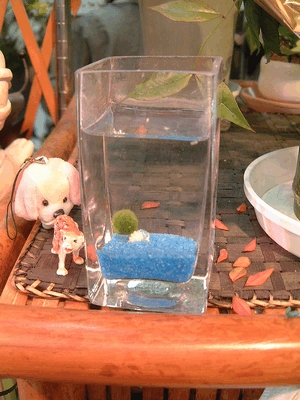 marimo sizumu