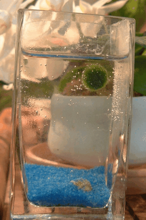 marimo