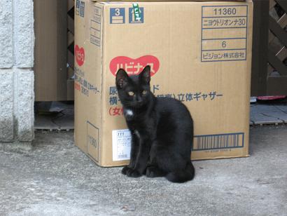 ちびくろ子猫