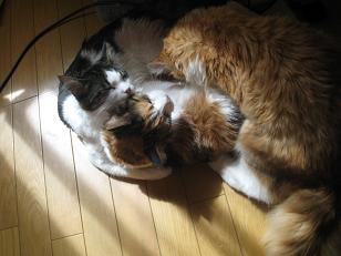 ママーミルクちょうだいよ