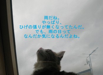 雨の日の猫