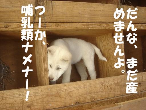 まだ産めません.JPG