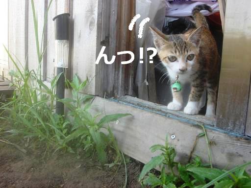 空ちゃんお外へ.JPG