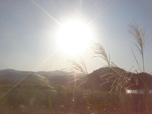 ススキと夕日.JPG