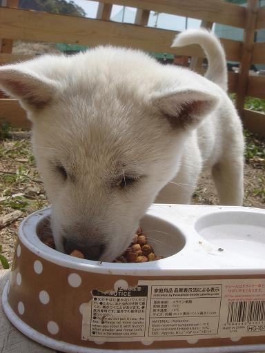 お食事中.JPG