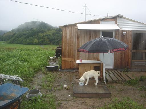 ビーチパラソル.JPG