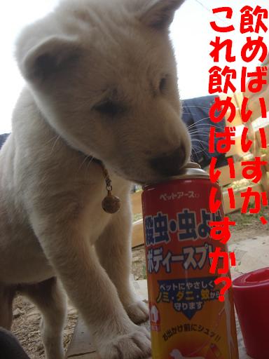 飲めばいいですか？.JPG