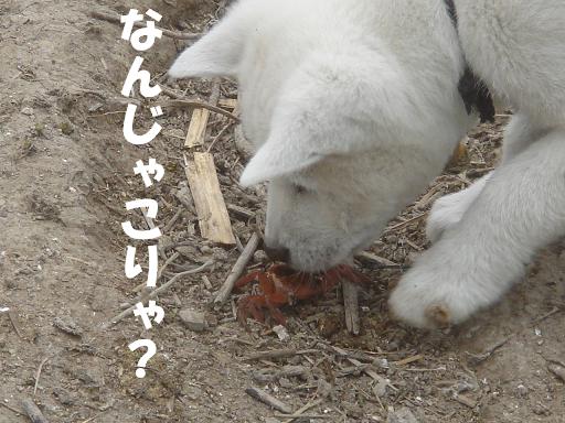 カニ発見.JPG