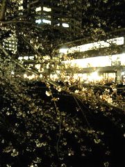 夜桜2