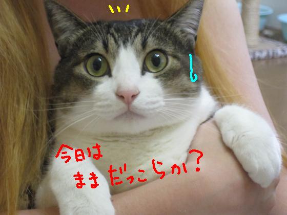 ままだっこらか？