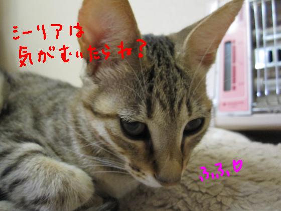 シリアは気が向いたら