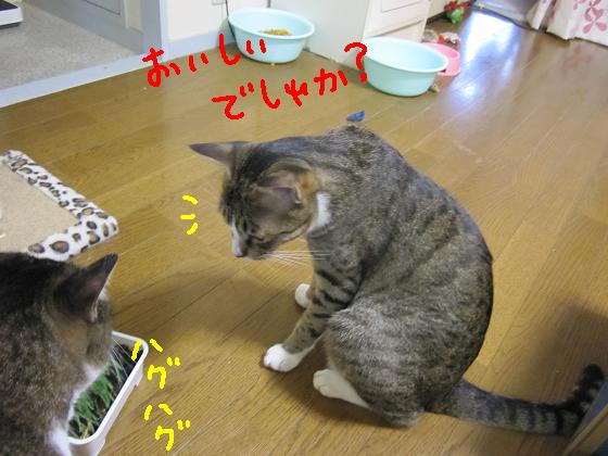 美味しいでしゅか？