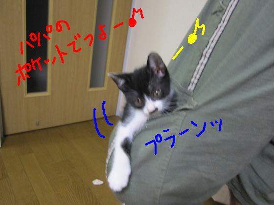 パパのポケット