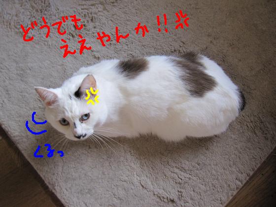 どうでもええやんか！