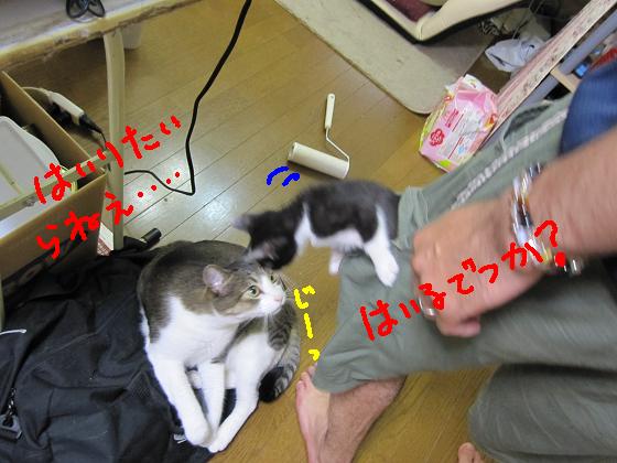 はいるでつか？