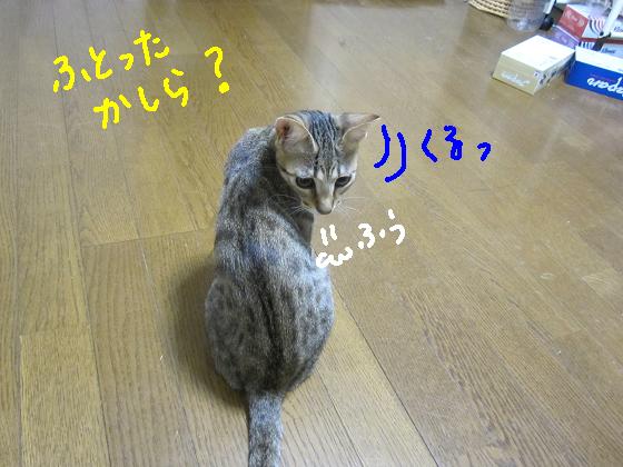 太ったかしら？