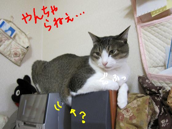 やんちゃらねぇ？